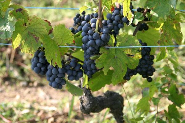 ROUGE     LE BEAUJOLAIS